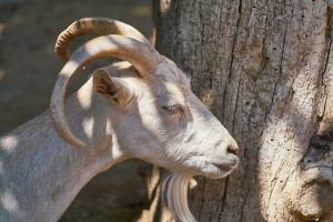 Ger yek ji şirîkên qurbanê bi niyeta ku goştê wê bixwe qurbanê bide çi dibe?